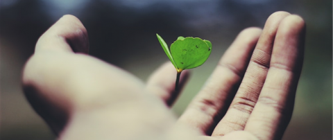 hand holding a green leaf