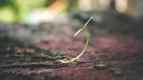 A single sprout coming out of the ground